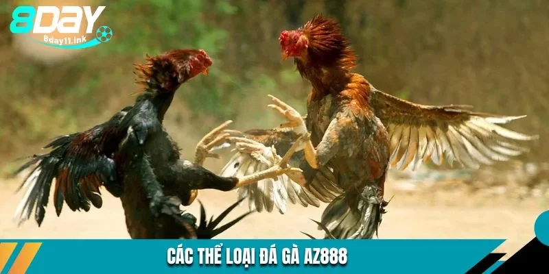 Một số thể loại đá gà AZ888 nổi bật nhất