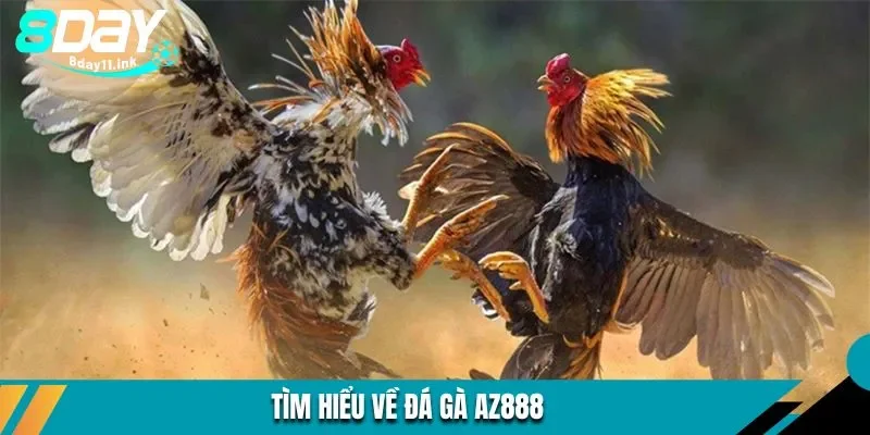 Tổng quan vài nét giới thiệu về đá gà AZ888